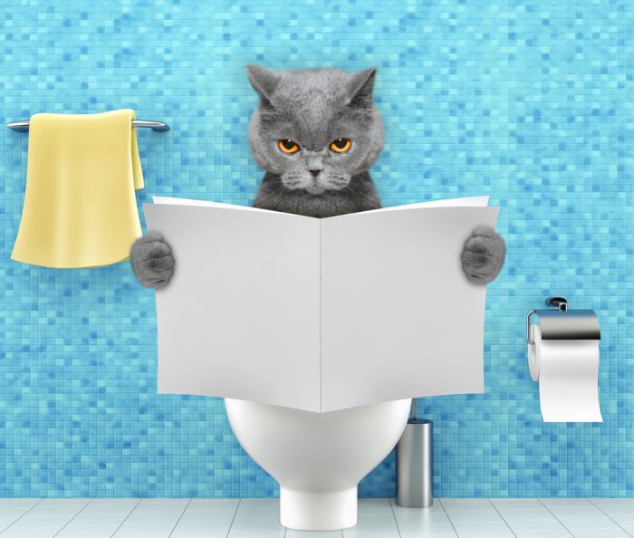 システムトイレや自動など しつけも役立つ猫用のトイレおすすめ12選 Biglobeレビュー
