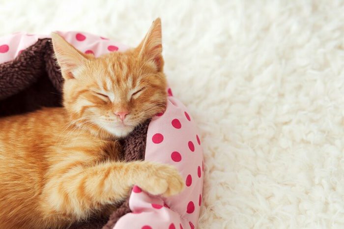 夏も冬も猫が快適に過ごせる 猫のベッドおすすめ人気ランキング12選 Biglobeレビュー