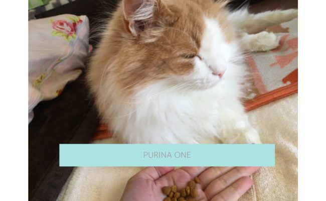 purina-one3