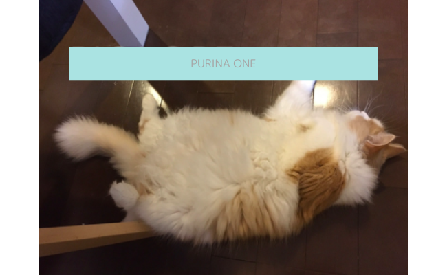 purina-one8